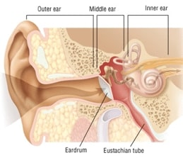 ear pic 1